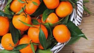 Consommation quotidienne de mandarines