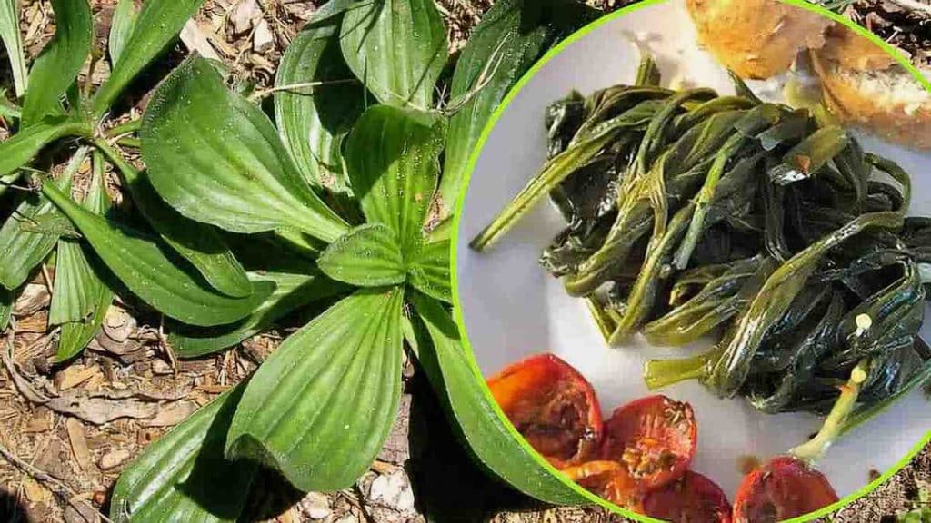 Avantages de l’herbe à champignons plantain lanceolata pour la santé, son mode d’utilisation