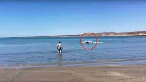 un homme découvert un étrange animal aquatique