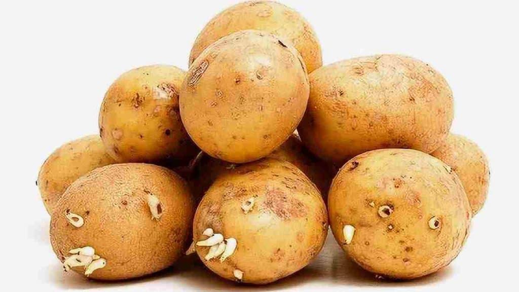 Effets des pommes de terre germées sur la santé, mise en garde sur leur consommation