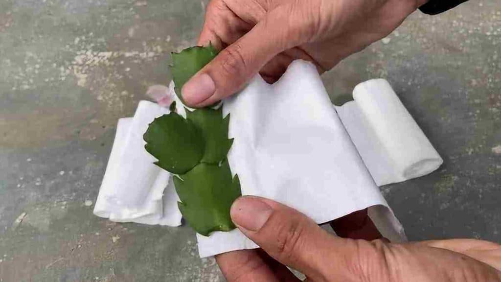 Astuce aux papiers hygiéniques pour faire germer les feuilles de Cactus
