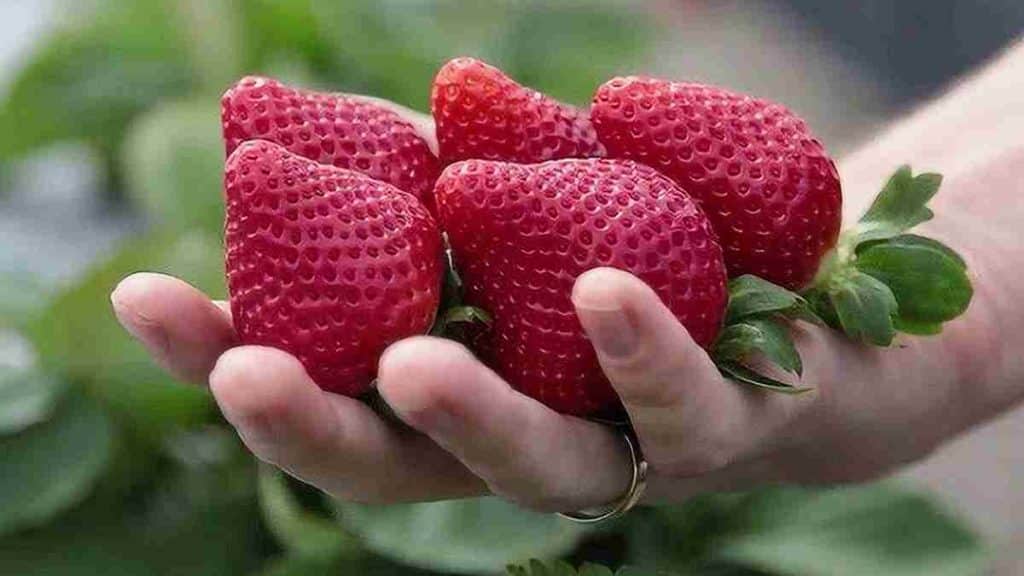 Attention aux fraises chargées en pesticides, elles sont très dangereuses pour la santé