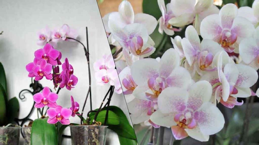 Meilleure technique pour arroser les orchidées, astuce la plus utilisée par les jardiniers professionnels