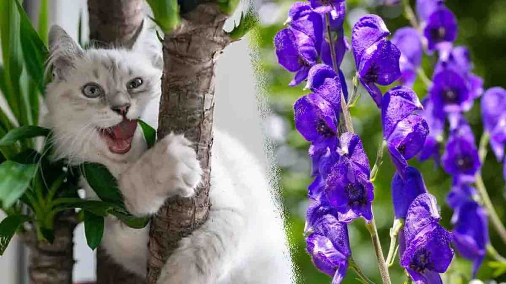 Les plantes toxiques et vénéneuses pour les chats, très dangereux pour les animaux domestiques