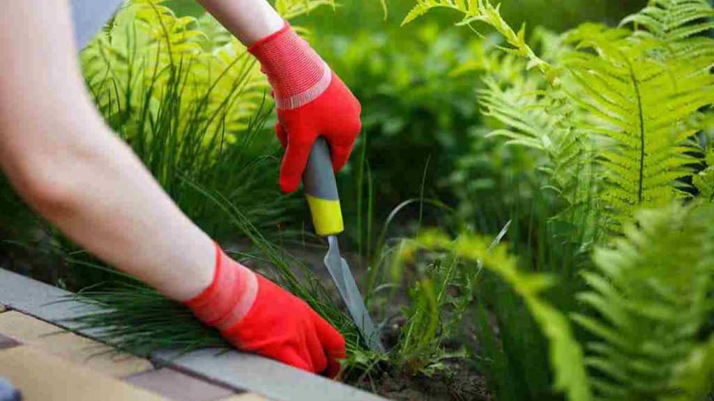 Méthodes les plus efficaces pour se débarrasser des mauvaises herbes des pots et du jardin