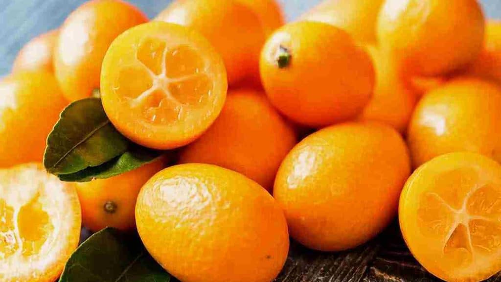 Tout savoir sur le kumquat ou mandarine chinoise, ses propriétés, ses usages et ses contre-indications