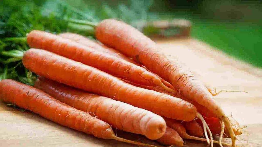 Instructions pour semer et cultiver les carottes en ce printemps et avoir une bonne récolte