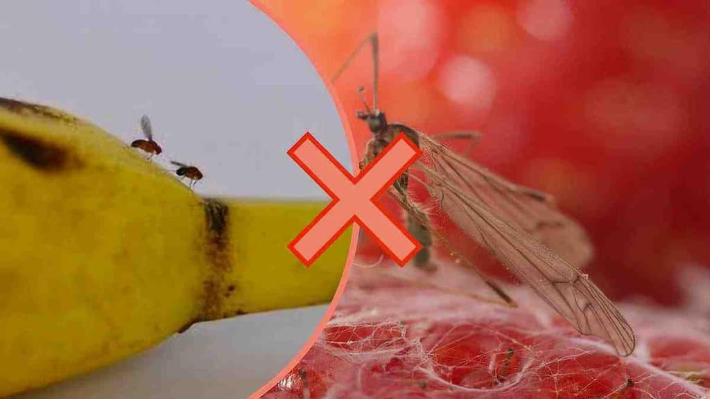 Astuces pour réussir à se débarrasser des mouches à fruits dans la cuisine en quelques instants