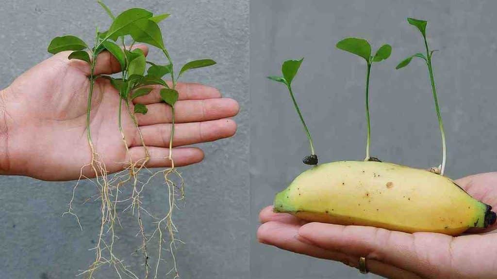 Astuce incroyable pour cultiver les citrons à la maison et facilement, technique infaillible