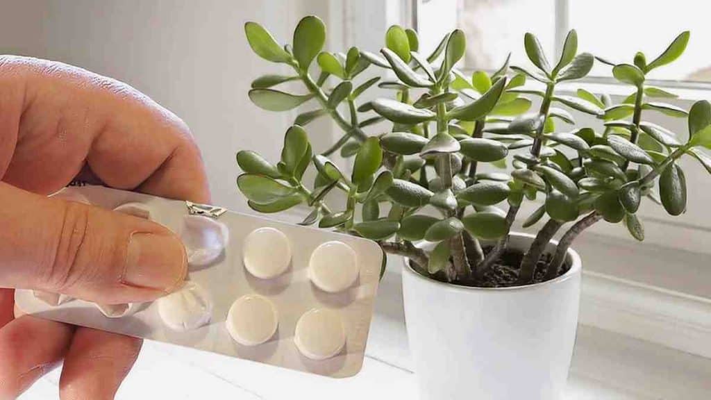 Technique de l’aspirine dans les plantes, une astuce pour renforcer leur système immunitaire