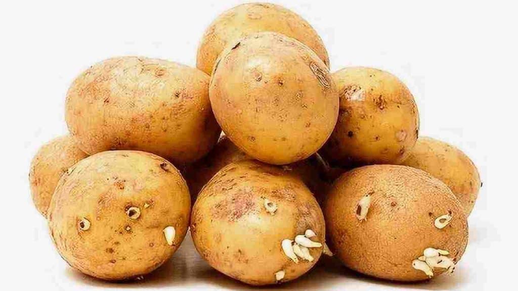 Effets secondaires de la consommation de pommes de terre germées sur la santé