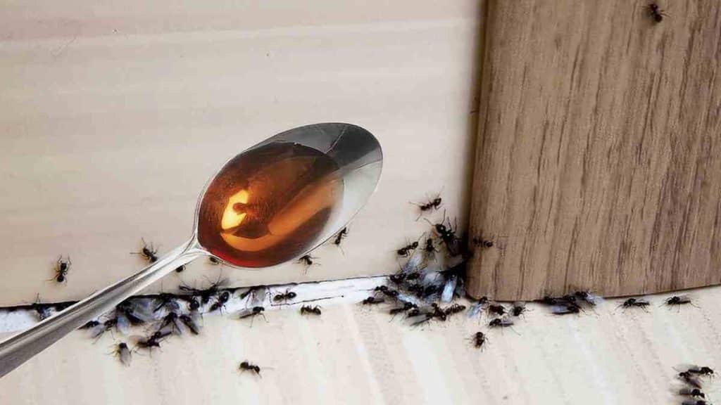 Astuce redoutable et écologique pour se débarrasser des fourmis sans efforts et sans dépenses conséquentes