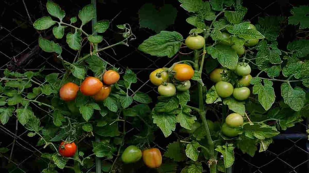Secrets pour obtenir une récolte abondante de tomates en quelques semaines