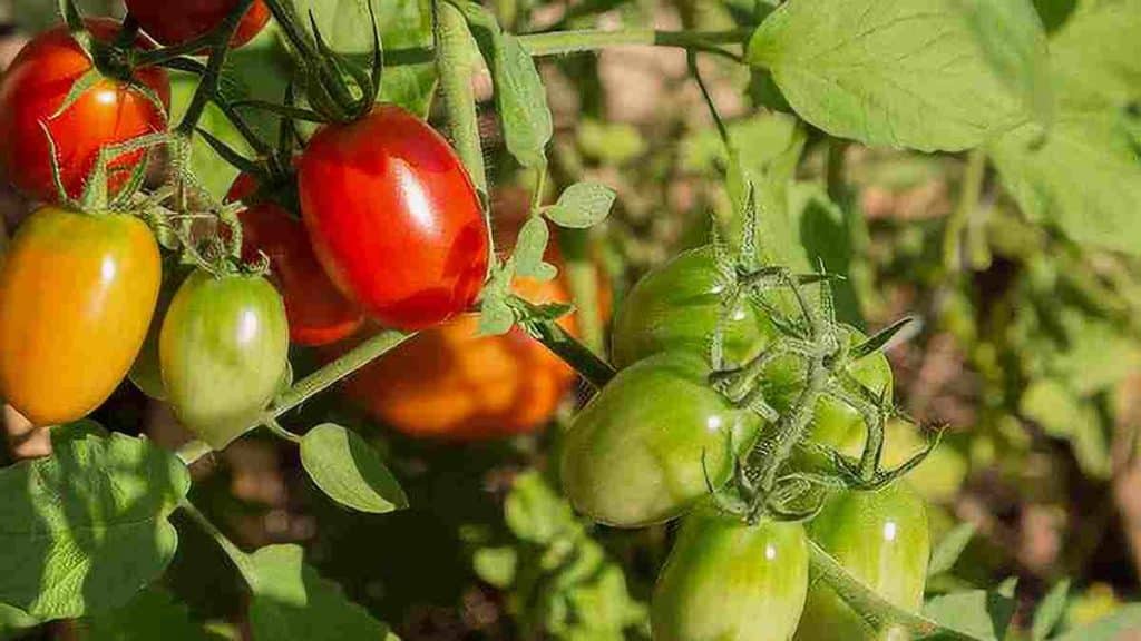 Meilleure engrais à utiliser pour obtenir de grosses tomates bien juteuses, secret d’agriculteur
