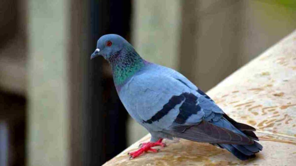 Meilleures astuces pour éloigner les pigeons des balcons et éviter certains problèmes