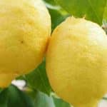 Guide ultime pour réussir le greffage du citron et assurer une récolte abondante