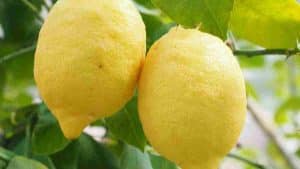 Guide ultime pour réussir le greffage du citron et assurer une récolte abondante