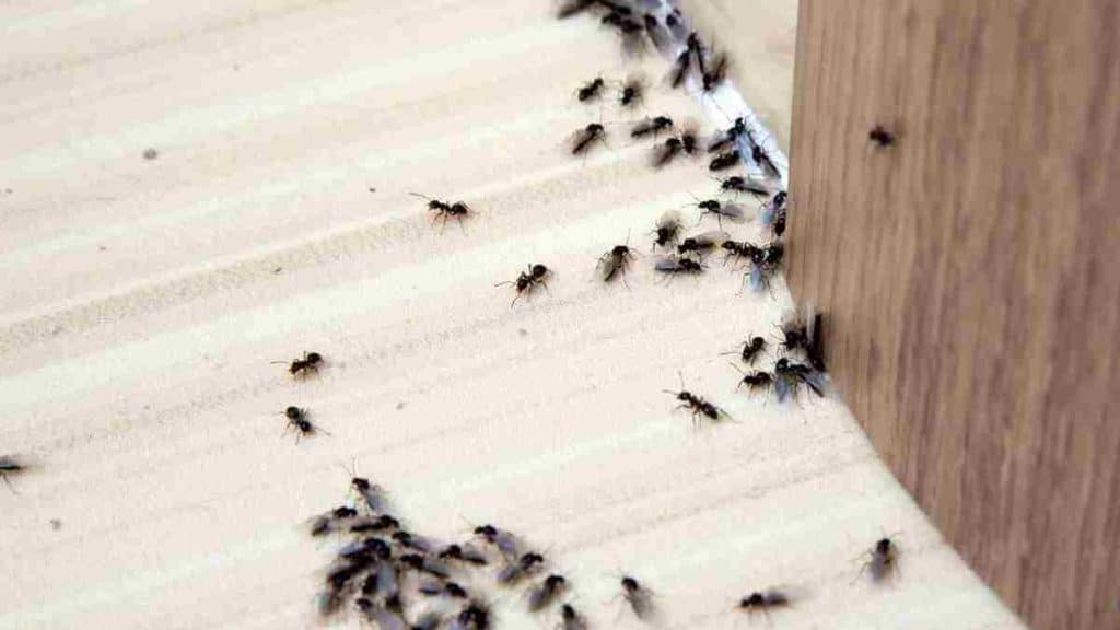 Remède ingénieux pour éloigner les fourmis de la maison et éviter leur invasion