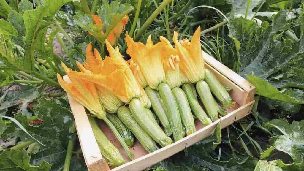 Conseils pour avoir une récolte abondante de courgettes, les légumes à ne jamais enterrer à proximité