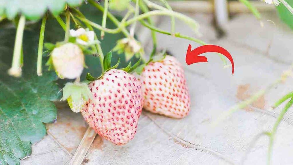 Les fraises blanches, une variété peu connue meilleure que les rouges habituelles