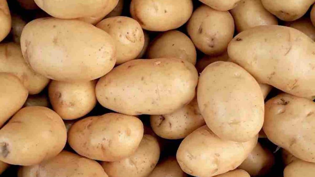 Conseils pour réussir à bien conserver les pommes de terre et garder leur goût