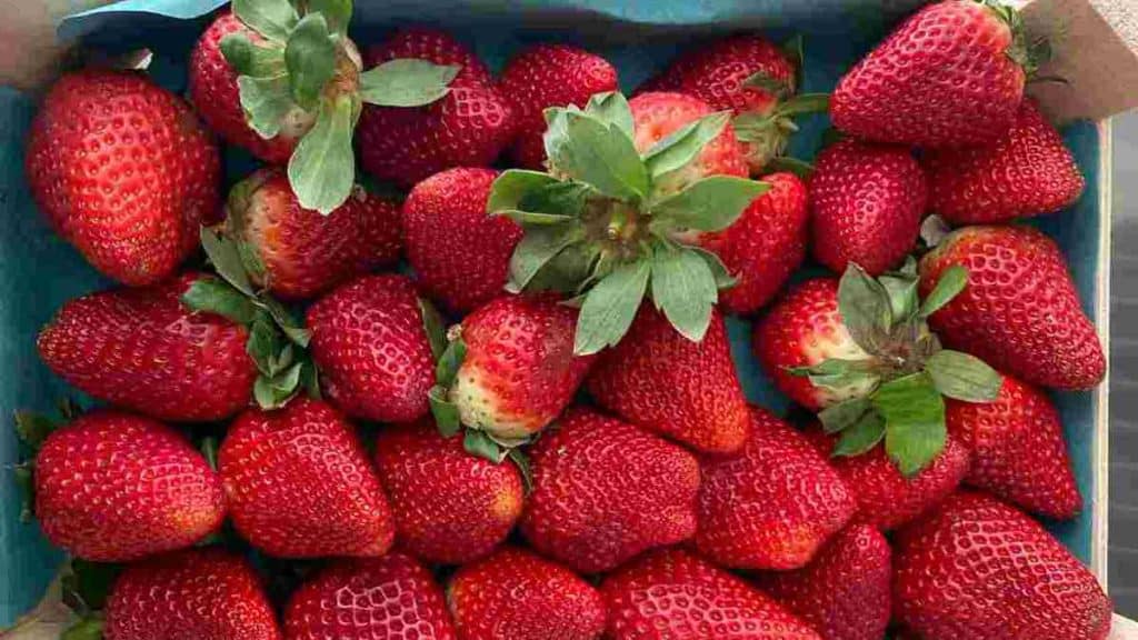 meilleures-astuces-pour-conserver-les-fraises-et-eviter-le-gaspillage-alimentaire