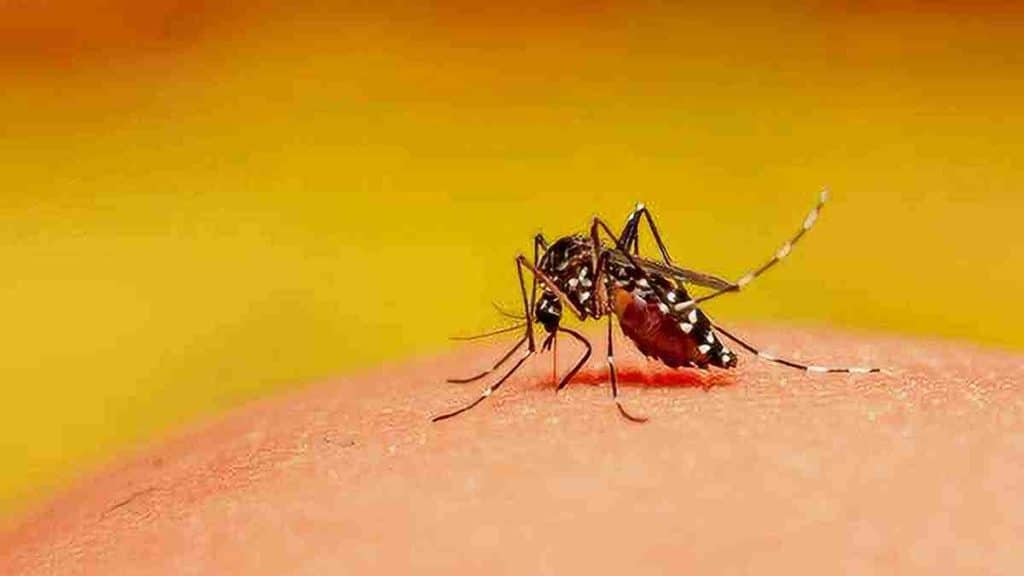 conseils-pour-prevenir-les-piqures-des-tiques-et-des-moustiques-et-eloigner-tous-les-risques