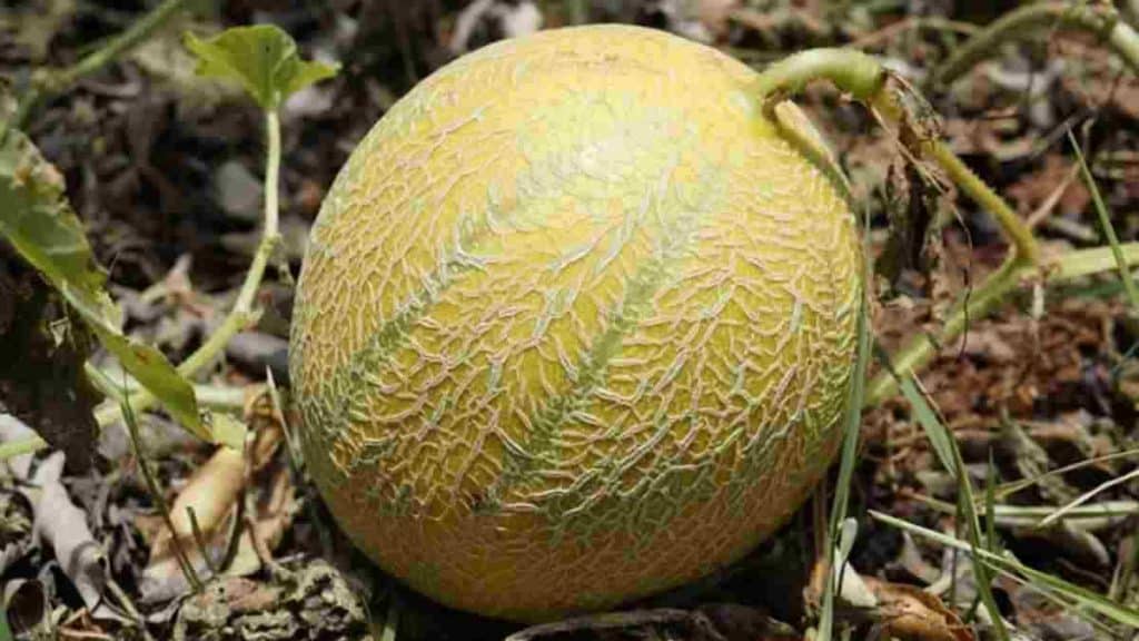 meilleures-astuces-pour-reussir-a-conserver-le-melon-au-refrigerateur-et-pouvoir-en-profiter-pleinement
