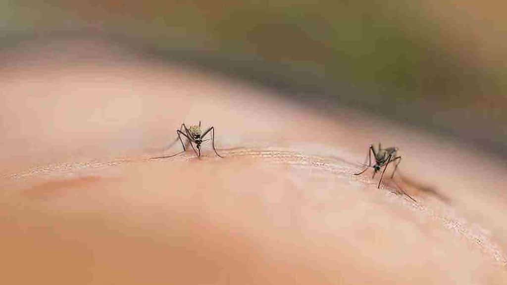 conseils-pour-eviter-les-piqures-de-moustiques-et-profiter-pleinement-de-cet-ete