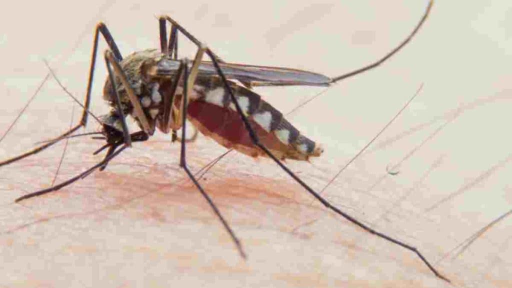 meilleur-remede-pour-eloigner-les-moustiques-et-eviter-les-piqures-desagreables