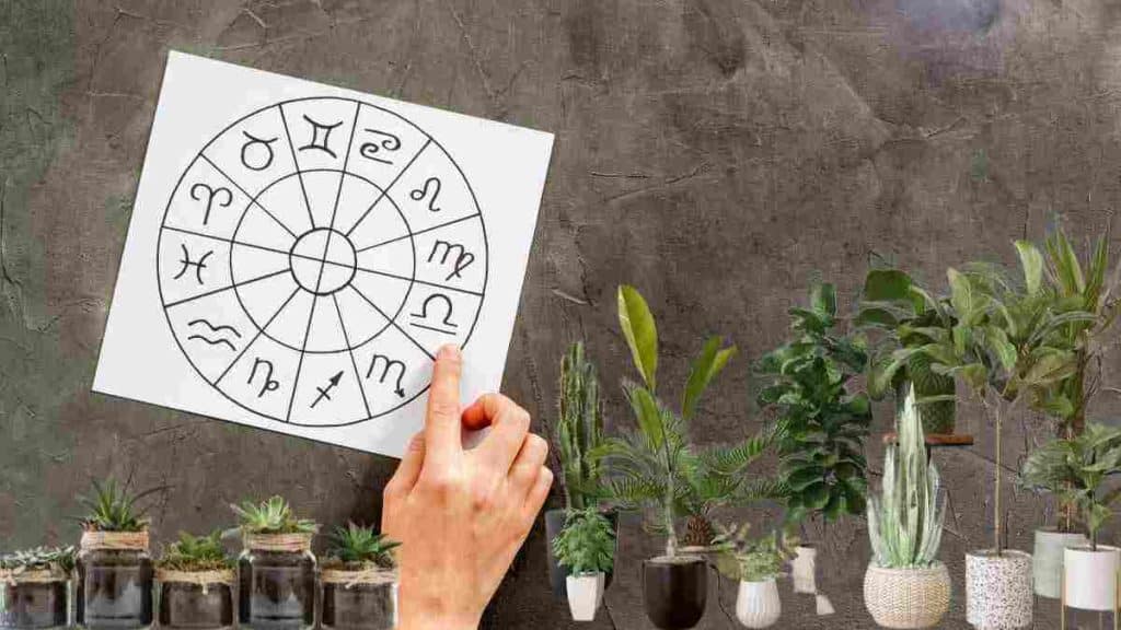 astrologie-et-preferences-voici-les-plantes-que-vous-devez-avoir-selon-votre-signe-du-zodiaque