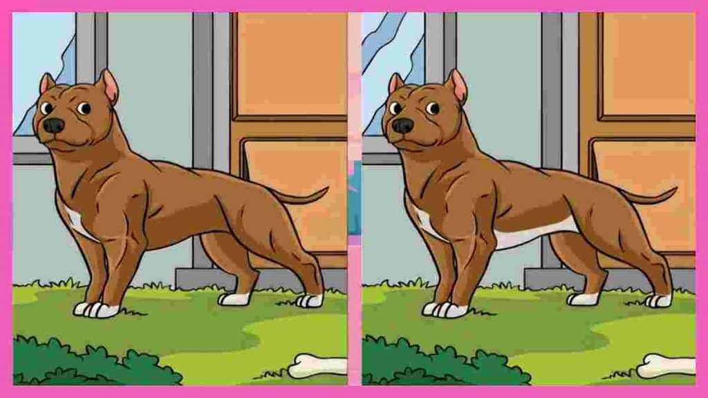 jeu-de-reflexion-visuelle-saurez-vous-trouver-la-difference-entre-les-deux-images-de-chien