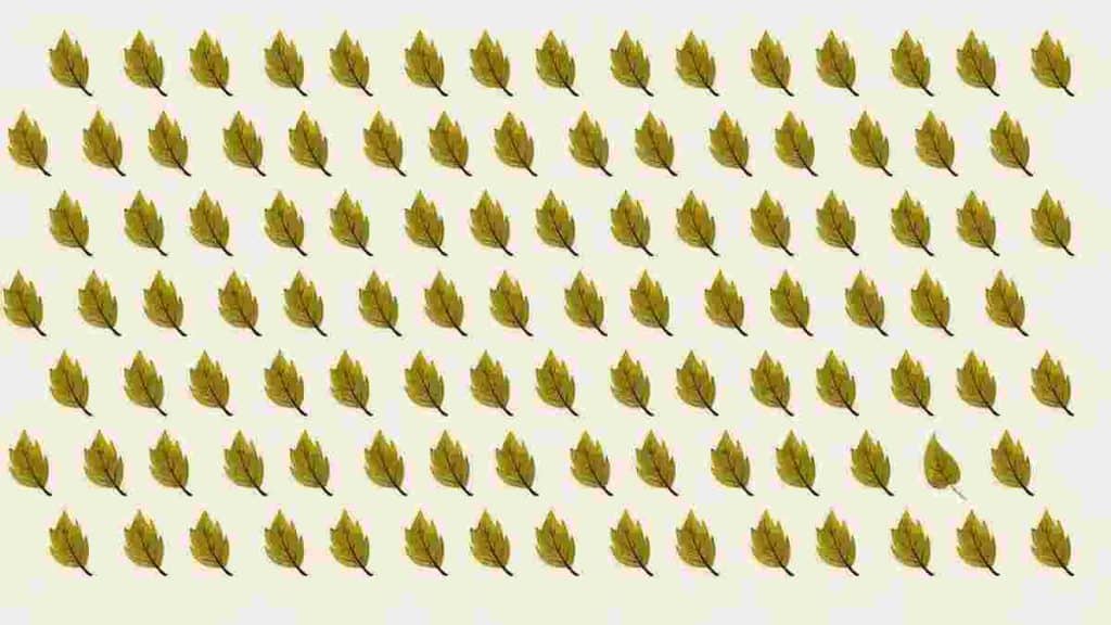 test-dacuite-visuelle-essayez-de-trouver-lintrus-parmi-les-feuilles-sur-cette-image-en-19-secondes