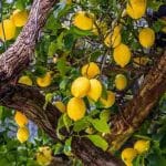 conseils-pour-fabriquer-un-engrais-naturel-pour-citronnier-voici-le-guide-etape-par-etape