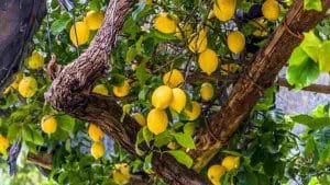 conseils-pour-fabriquer-un-engrais-naturel-pour-citronnier-voici-le-guide-etape-par-etape