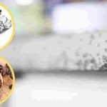 lastuce-simple-et-naturelle-mais-efficace-pour-se-debarrasser-des-fourmis-du-papier-daluminium-et-du-cafe-feront-laffaire