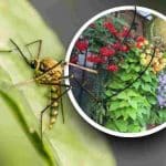 les-meilleures-plantes-anti-moustiques-des-choix-judicieux-au-lieu-dun-spray-dangereux-pour-la-sante