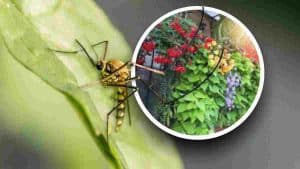 les-meilleures-plantes-anti-moustiques-des-choix-judicieux-au-lieu-dun-spray-dangereux-pour-la-sante