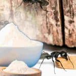 bicarbonate-et-sucre-le-melange-parfait-pour-eloigner-definitivement-les-fourmis
