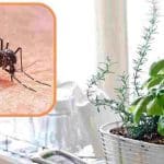 plante-anti-moustique-cette-plante-est-vraiment-efficace-pour-eloigner-les-moustiques