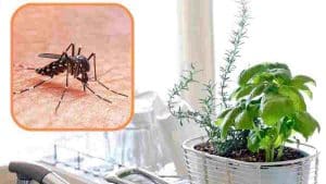 plante-anti-moustique-cette-plante-est-vraiment-efficace-pour-eloigner-les-moustiques