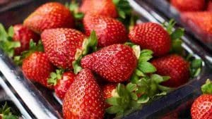 un-objectif-de-perte-de-poids-les-fraises-sont-votre-alliee-voici-comment-les-combiner-pour-une-alimentation-equilibree