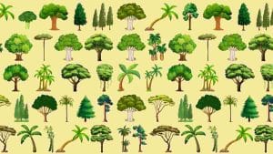 defiez-votre-sens-du-detail-pour-identifier-lelement-etranger-cache-parmi-les-arbres